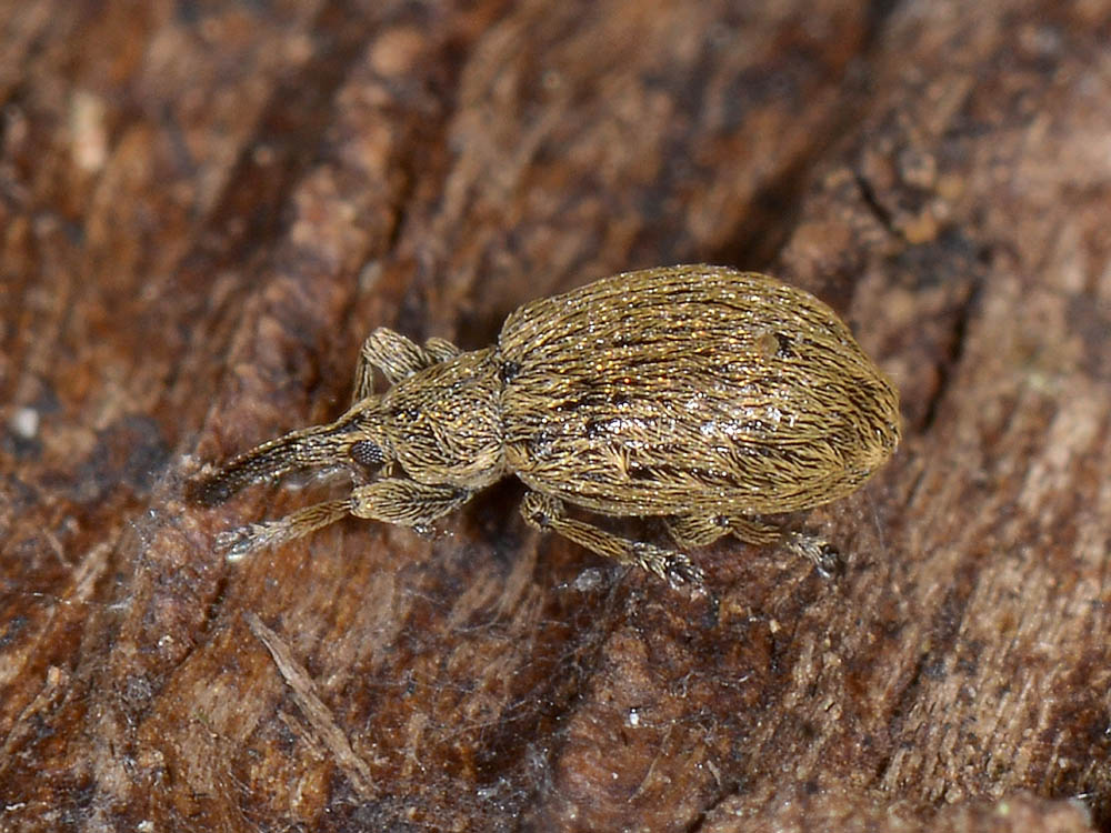 Trichopterapion holosericeum